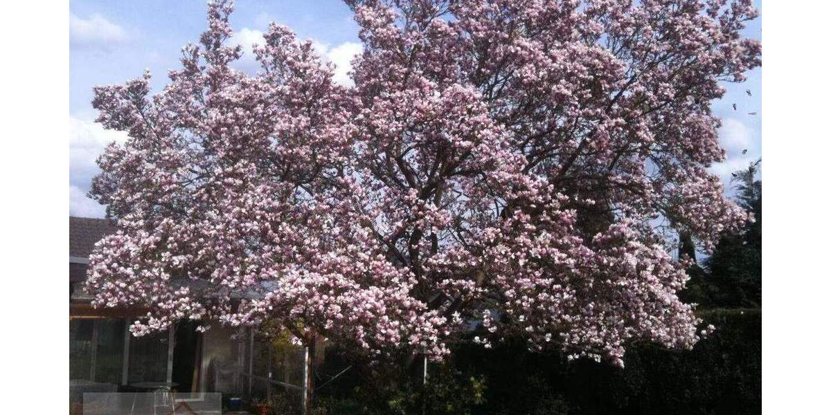 Einfamilienhaus Bonn / Pennenfeld Lannesdorf - 5 Zimmer, 200 m&sup2;, 950.001&euro; | Angebot:25695870