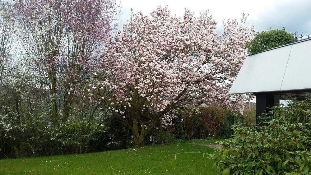 Bungalow Bonn Lannesdorf - 3 Zimmer, 151 m&sup2;, 637.000&euro; | Angebot:25666902