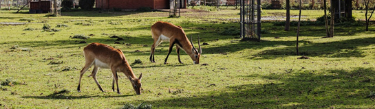 Hochwildpark Rheinland Mechernich-Kommern Eifelvorland Familie