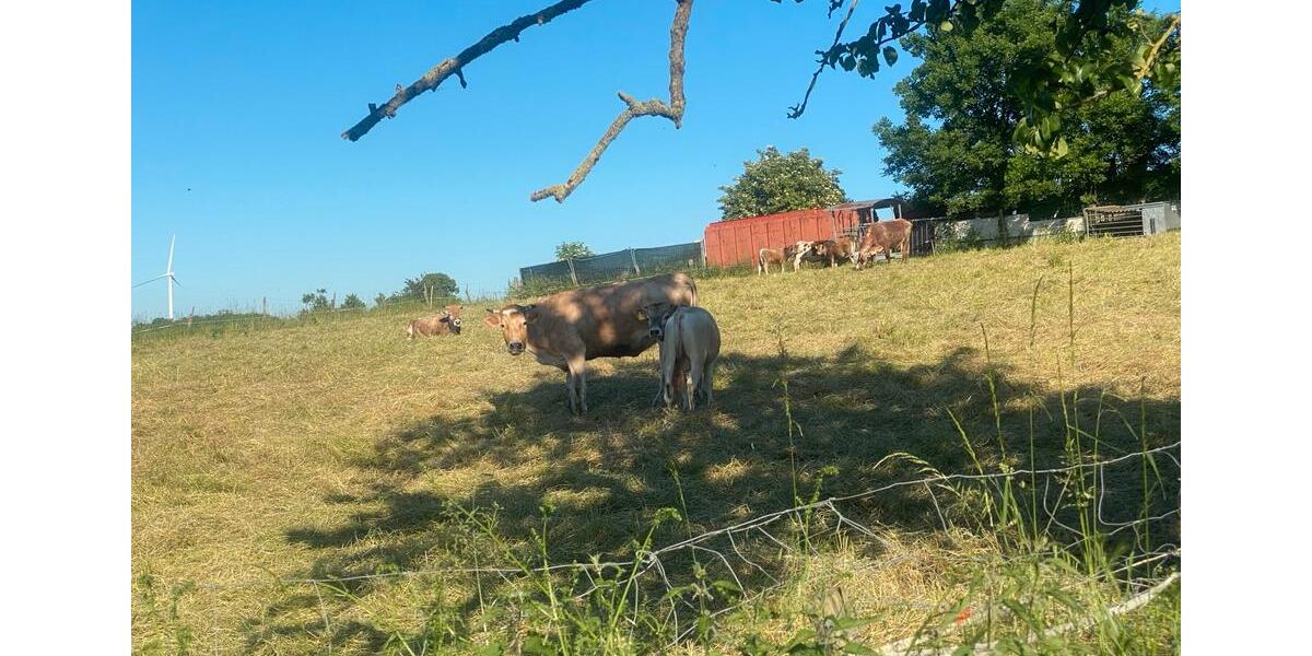 Bauernhaus, Landhaus Zülpich - 5 Zimmer, 132 m&sup2;, 389.000&euro; | Angebot:26727964