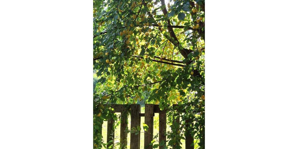 Einfamilienhaus Grafschaft Ringen - 6 Zimmer, 230 m&sup2;, 475.000&euro; | Angebot:25725896