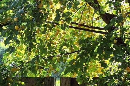 Haus Grafschaft Ringen - 6 Zimmer, 230 m&sup2;, 475.000&euro; | Angebot:25725896