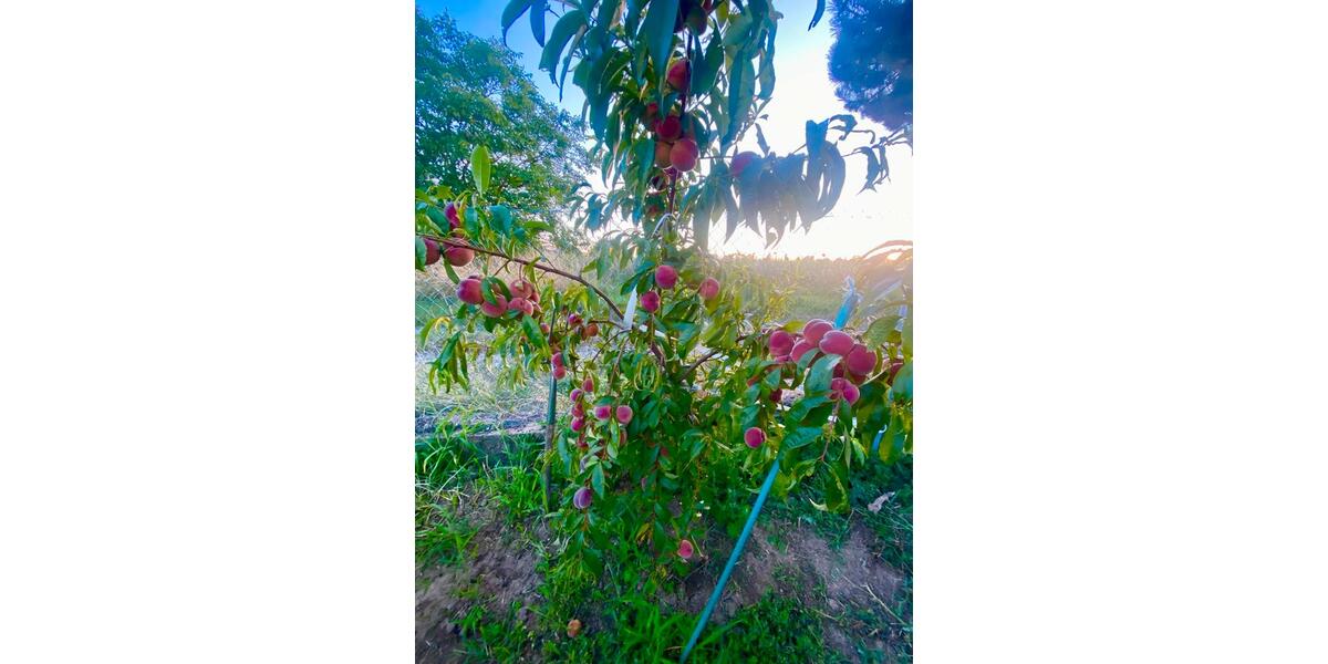 Einfamilienhaus Vettweiß - 8 Zimmer, 260 m&sup2;, 350.000&euro; | Angebot:25844064