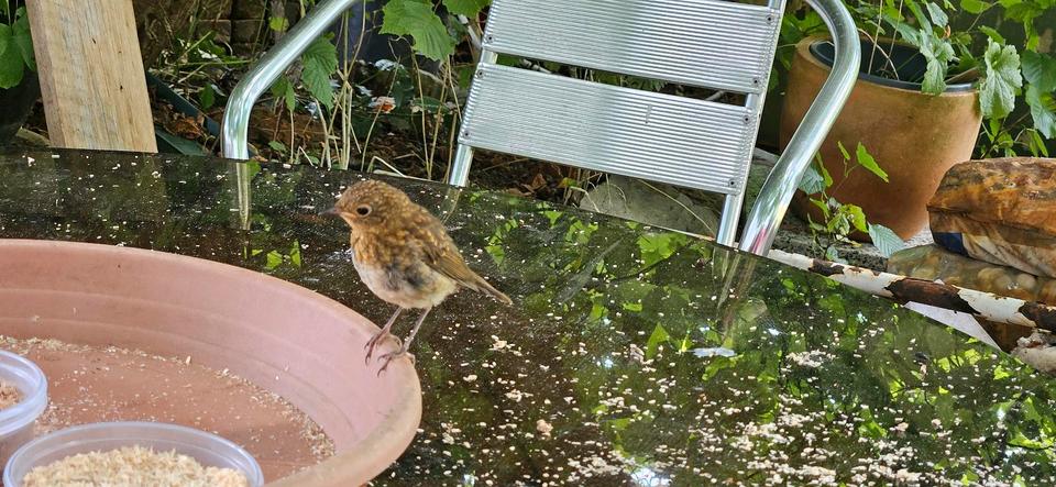 Einfamilienhaus Kall - 6 Zimmer, 140 m&sup2;, 260.000&euro; | Angebot:26021161