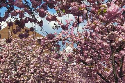 Haus Bonn Poppelsdorf - 5 Zimmer, 250 m&sup2;, 1.950.000&euro; | Angebot:19126836