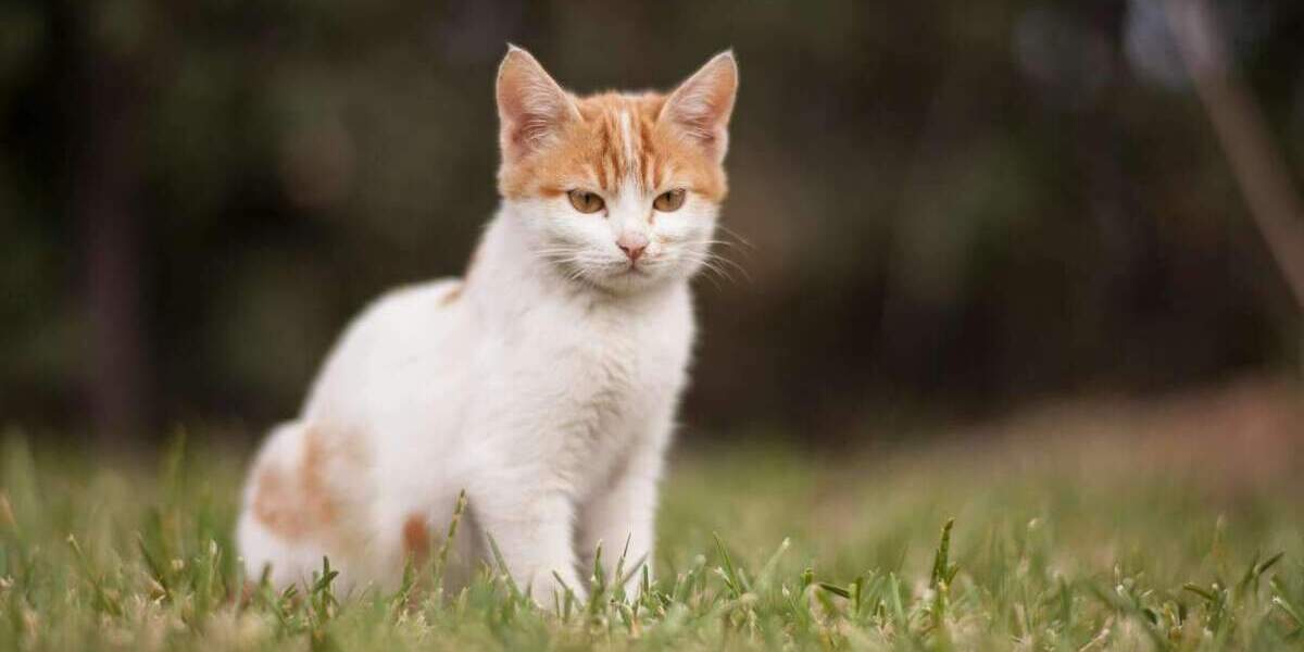 Einfamilienhaus Erftstadt Lechenich - 6 Zimmer, 113 m&sup2;, 453.499&euro; | Angebot:25683449