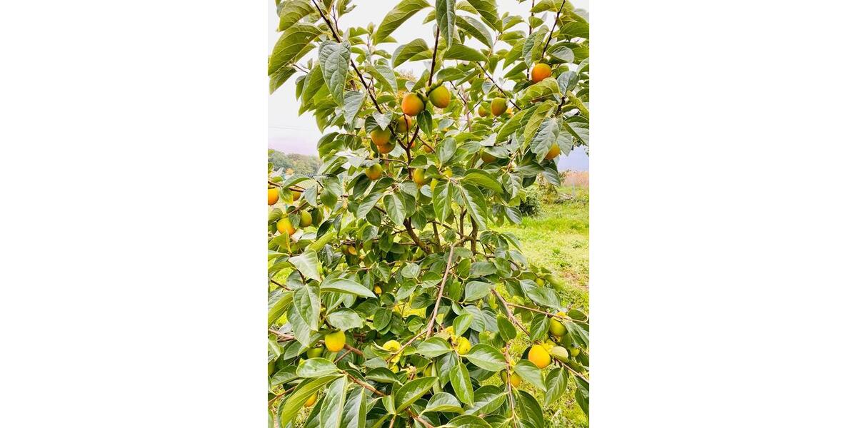 Einfamilienhaus Vettweiß - 8 Zimmer, 260 m&sup2;, 350.000&euro; | Angebot:25844064