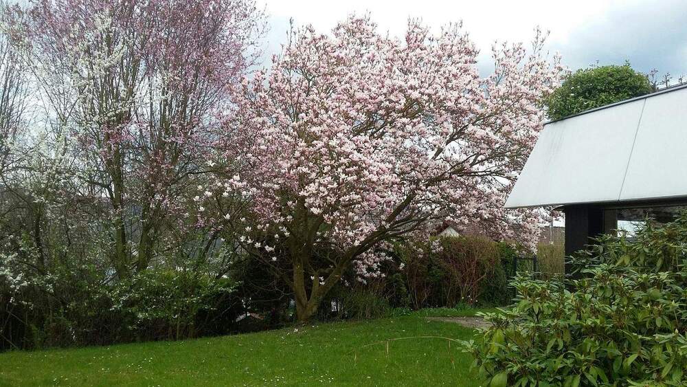 Terrassenwohnung Bonn Lannesdorf - 3 Zimmer, 151 m&sup2;, 637.000&euro; | Angebot:25666899